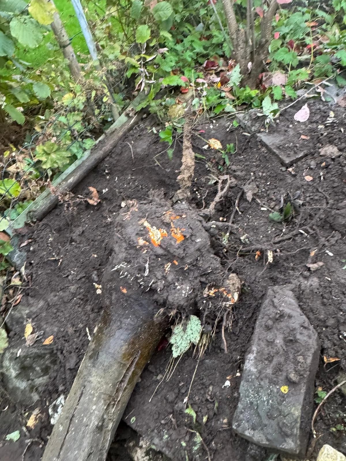 Regelmässige Gartenpflege - Bild 1